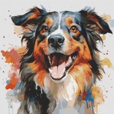 Pastore australiano cucciolo