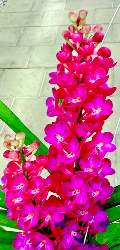 Vanda glowing bees fiorita - glowing,