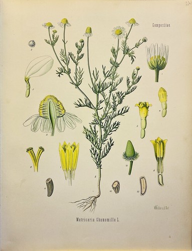 Matricaria chamomilla 1886 - matricaria,