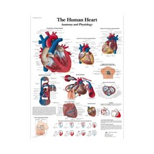Poster Anatomia e Fisiologia