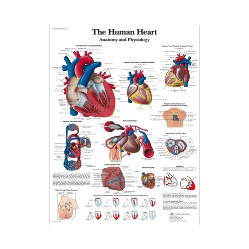 Poster anatomia fisiologia - poster,
