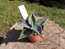Agave Parryi X Flexispina