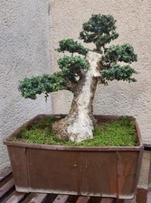 Bonsai olivastro 20 Anni
