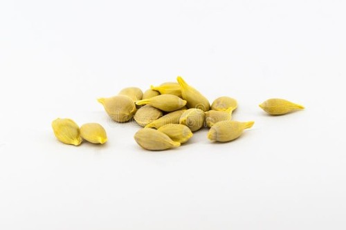 10x semi vitali kumquat per