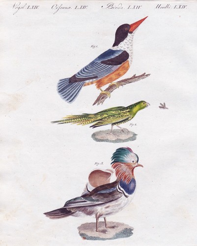 Martin pescatore kingfishers - martin,