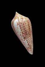 SHELL CONCHIGLIA CONUS ARMADILLO mm.71,3 DAVAO PHILIPPINES