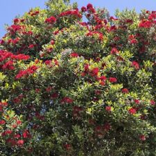 Pianta di Metrosideros