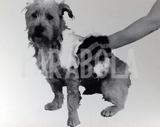 Foto Vintage Animali Francia Toilette al cane per la stagione di caccia 1972