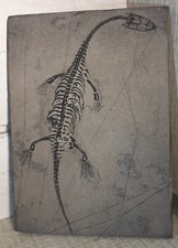 Reptile KEICHOUSAURUS HUI du