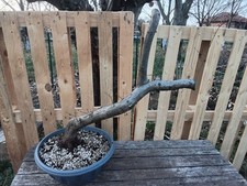 BONSAI CARPINO DA