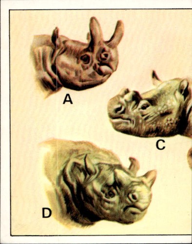 Figurine animali preistorici - animali,