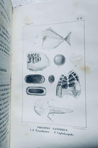 Paléontologie pictet traité - paléontologie,