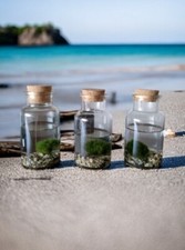Kit Acquario Marimo Alga Palla