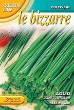 100 Semi / Seeds AGLIO "