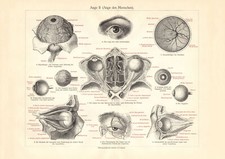 Occhio I. + II.  Uomini +