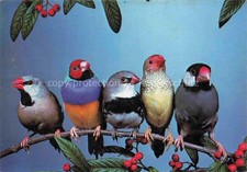 Voegel Birds Oiseaux Padda di vitello 