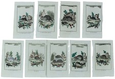 TOPI: 9 Tavole originali acquerellate tratte dalla STORIA NATURALE. Buffon Georg