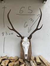Trofeo Corna Di Cervo Con
