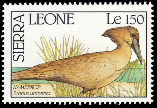 Sierra leone 1239 hamerkop - -,