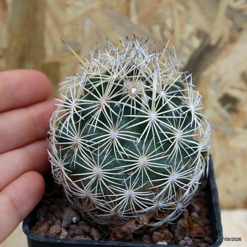 Coryphantha vaso 7 cm - vaso,