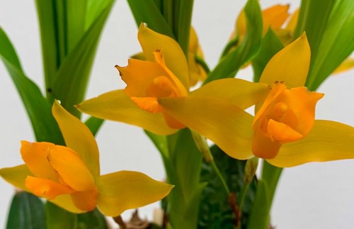 Lycaste species aroma - lycaste,
