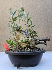 Old European Olive Bonsai