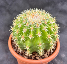 Echinocactus grusonii - grusonii, v