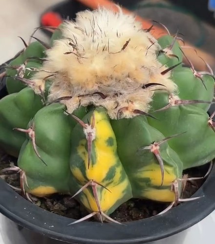 Discocactus ferricola wysiwyg - discocactus,