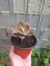 Echeveria gibbiflora vaso - gibbiflora, 10cm