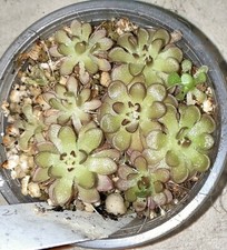 Pinguicula gracilis x