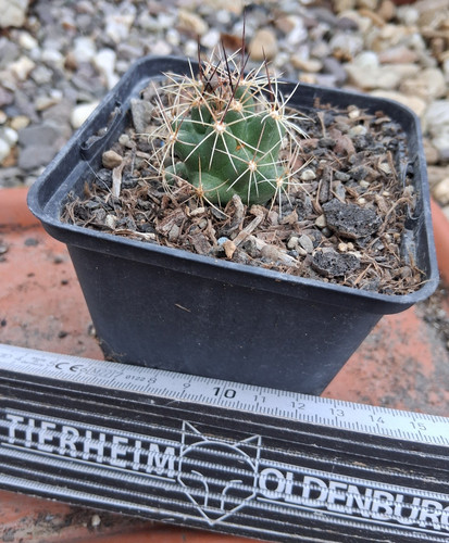 Coryphantha macromeris cactus