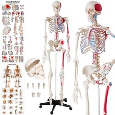 Modello medico scheletro umano anatomico 180cm + muscolare marcatore + poster nu