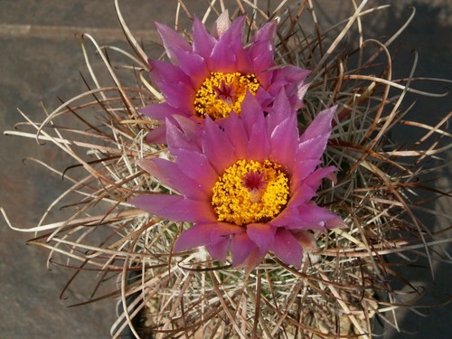 Sclerocactus parviflorus hmp - parviflorus,