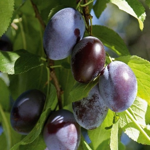 Pianta frutto susino - da,