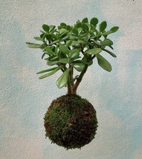🌿 Crassula Ovata Kokedama
