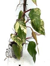 Philodendron STRAWBERRY SHAKE unique plants 30.9.3 XXL