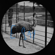 AN EMU LONDON ZOO C1878 Magic