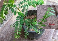 Foglie di Phyllanthus Amarus