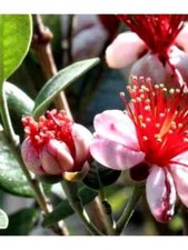 5 PZ Piante di Feijoa Sellowiana  vaso 7 acca sellowiana burret