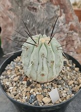 Copiapoa dealbata cactus