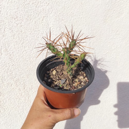 Vaso pianta - 🏜️,