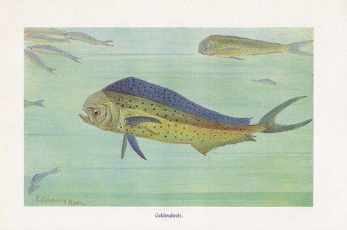 Goldmakrele coryphaena - goldmakrele,
