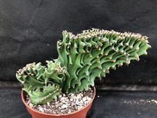EUPHORBIA ERYTHRAEA CRESTATA VIVAIO IL GIARDINO DI MAYA CACTUS PIANTE GRASSE 600