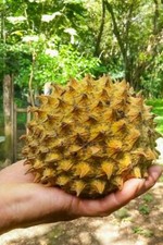 Annona purpurea Soncoya, Ilama