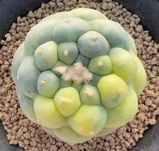 Caci WYSIWYG Boutique