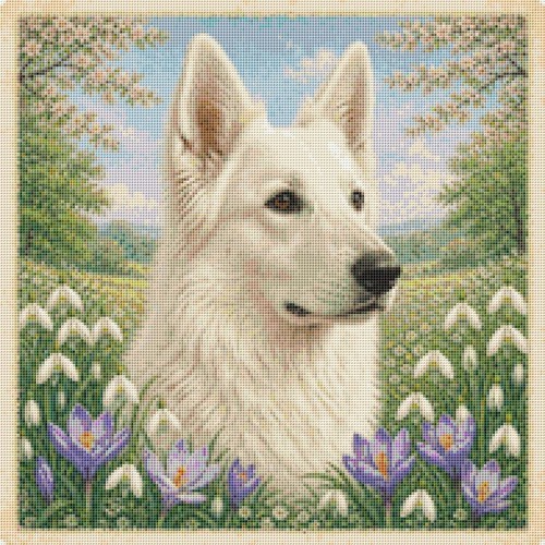 Cane cucciolo pastore svizzero
