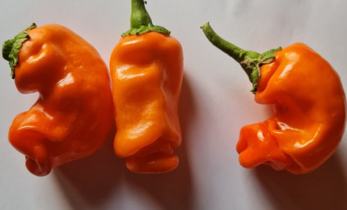Peter pepper peperoncino - ,