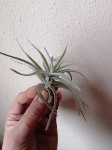 Tillandsia harrisii