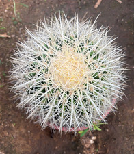ECHINOCACTUS GRUSONII VAR. ALBISPINUS - PIANTA DA GIARDINO - DIAM 19/20  H 19 CM