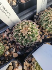 Discocactus bahiensis ssp